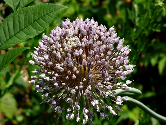 {Allium ampeloprasum}